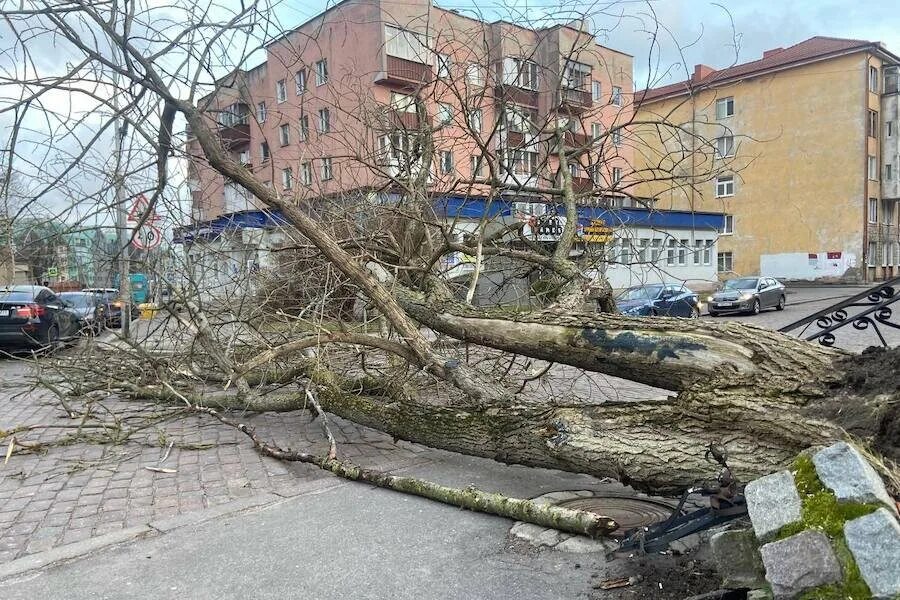 Ветер грозил. Ураган в Калининграде. Ураган в Калининградской области. Дерево. Шторм в Калининграде.