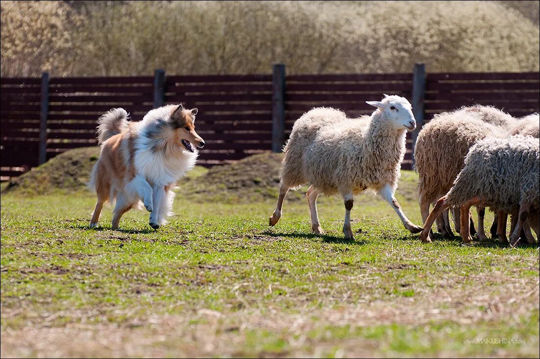 Пасу овечек. Колли собака пастух. Шотландская овчарка пастух. Шелти пасет овец. Шотландская овчарка пастушья собака.