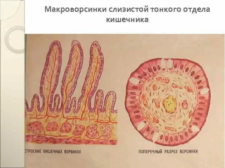 Поперечный срез тонкого кишечника. Толстая кишка поперечный срез. Ткани тонкой кишки