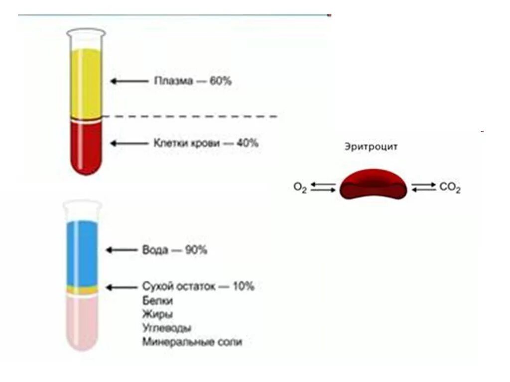 Плазма эритроциты лейкоциты тромбоциты. Процесс получения сыворотки крови. Соотношение объема эритроцитов и плазмы. Строение крови человека схема. Транспорт газов в тканях.
