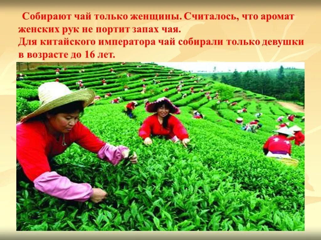 Родиной какого растения является китай