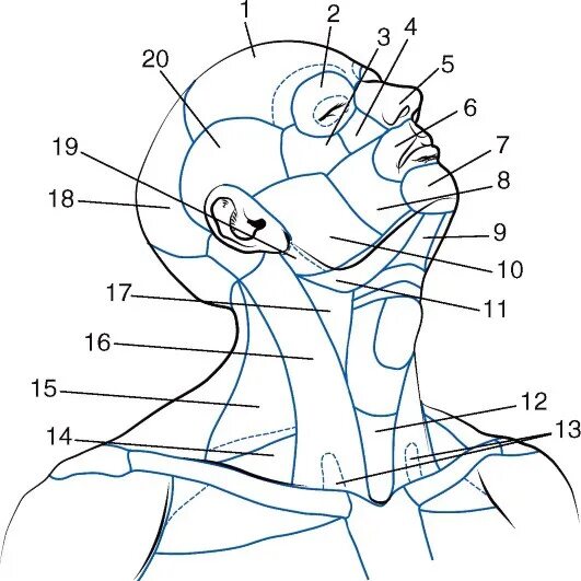 Рисунок внутреннее строение головы и шеи человека. Мышцы головы анатомия баммес. Анатомия мышц головы и шеи человека. Мышцы головы анатомия баммес. Мышцы лица анатомия баммес.