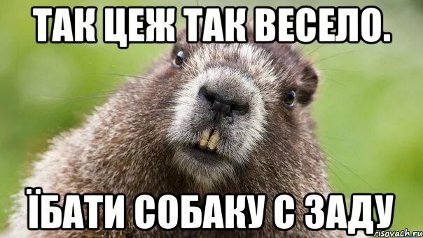 Мем с бобром. Бобер мем. бобры мемы. мемы про бобра.