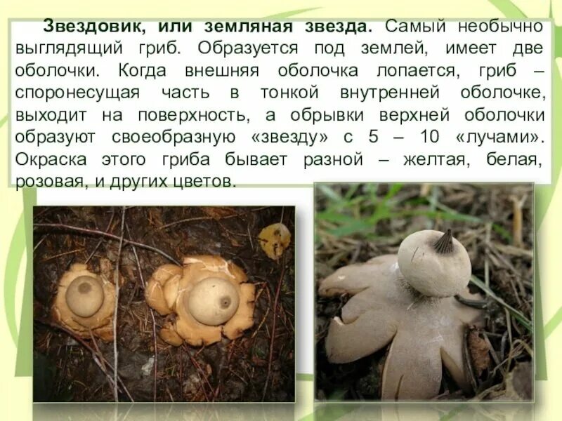 Inedible fungi Грибы, Картинки