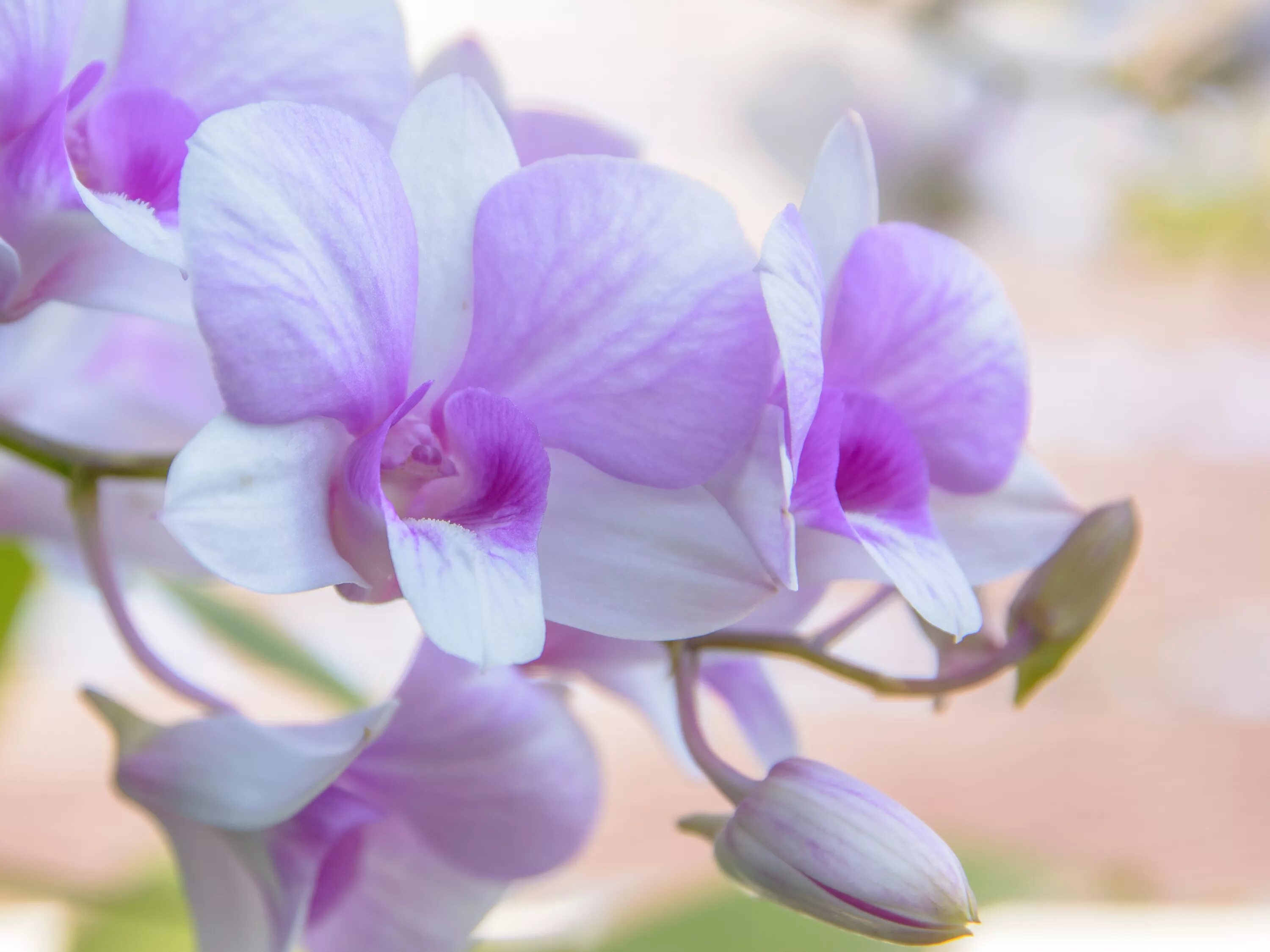 Top 10 Phalaenopsis Orchids Care Tips Plantas de orquideas, Orquideas, Cultivo d