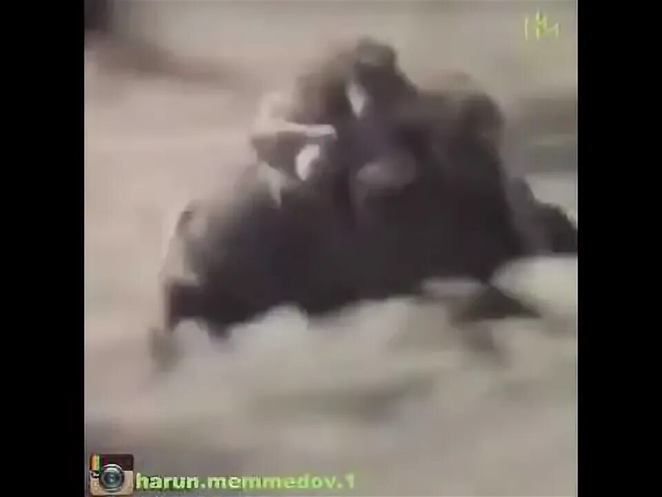 Обезьяны на кабане видео. Гифка обезьяны на кабане. обезьяна оседлала кабана. верхом на кабане gif. мартышка на кабане.