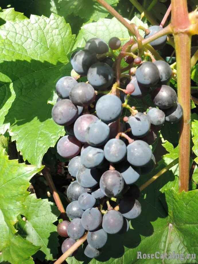 Башкирские сорта винограда. Виноград Башкирский Мускат. Сорт винограда Башкирский изумруд.