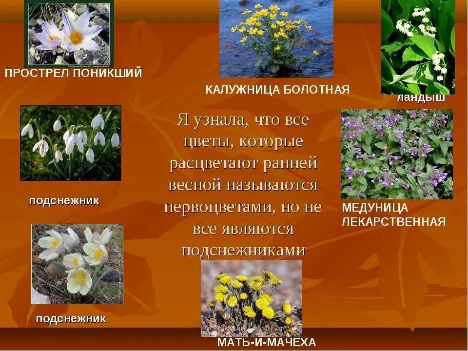 Растения первоцветы 2 класс. Крестоцветные первоцветы. Первоцвет весенний. Цветы первоцветы названия. Первоцветы с названиями для детей.