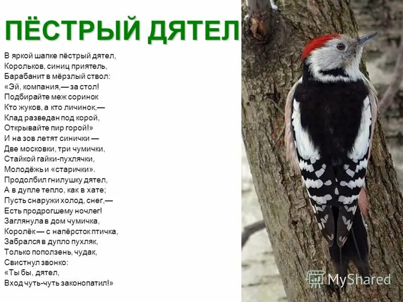 дятел стучит клювом по дереву. пестрый дятел барабанил клювом о сухое дерево. пестрый дятел барабанил клювом о сухое дерево. краснохвостый дятел. пестрый дятел барабанил клювом о сухое дерево.