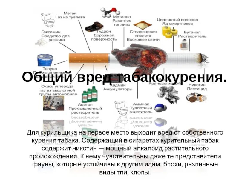 Что содержит никотин. Продукты в которых содержится никотин. Овощи содержащие никотин. Продукты содержащие никотин. Никотин где содержится в продуктах.