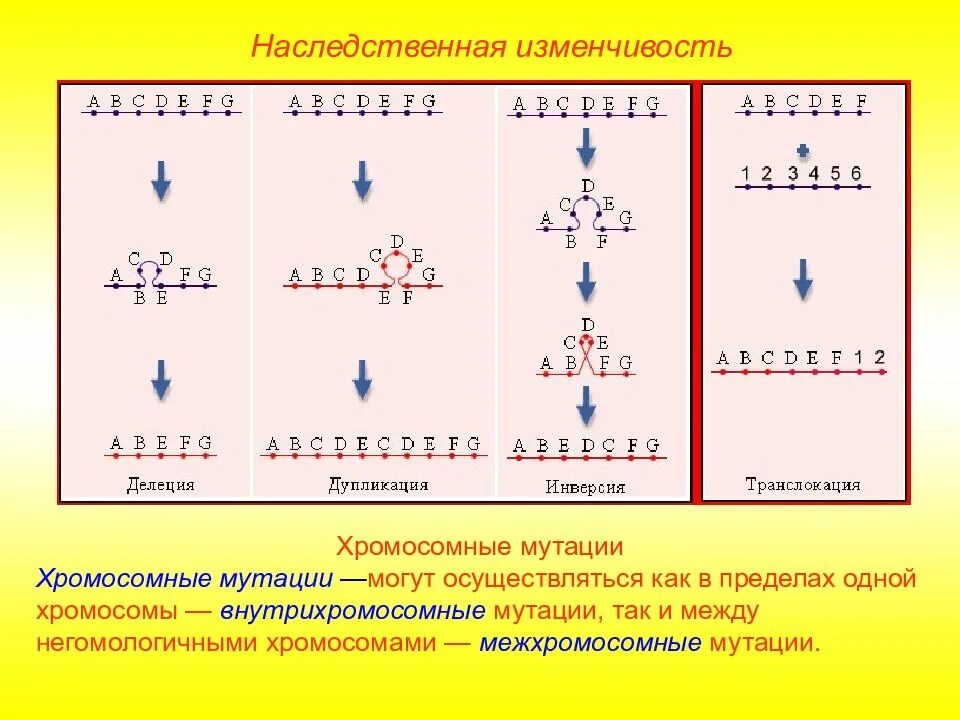 Удвоение хромосом какая мутация. Хромосомные мутации. Делеции дупликации инверсии транслокации. Хромосомные мутации инверсия делеция дупликация. Хромосомные мутации транслокация.