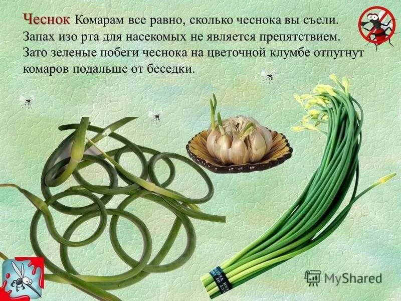 Запах чеснока. Чеснок от комаров. Чеснок комаров. Чеснок и комары. Чем перебить запах чеснока