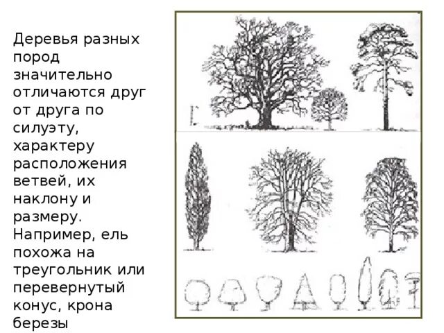 Узнавание деревьев. Деревья разных пород. деревья по силуэтам с названиями. зимние силуэты деревьев с названиями. форма кроны березы.