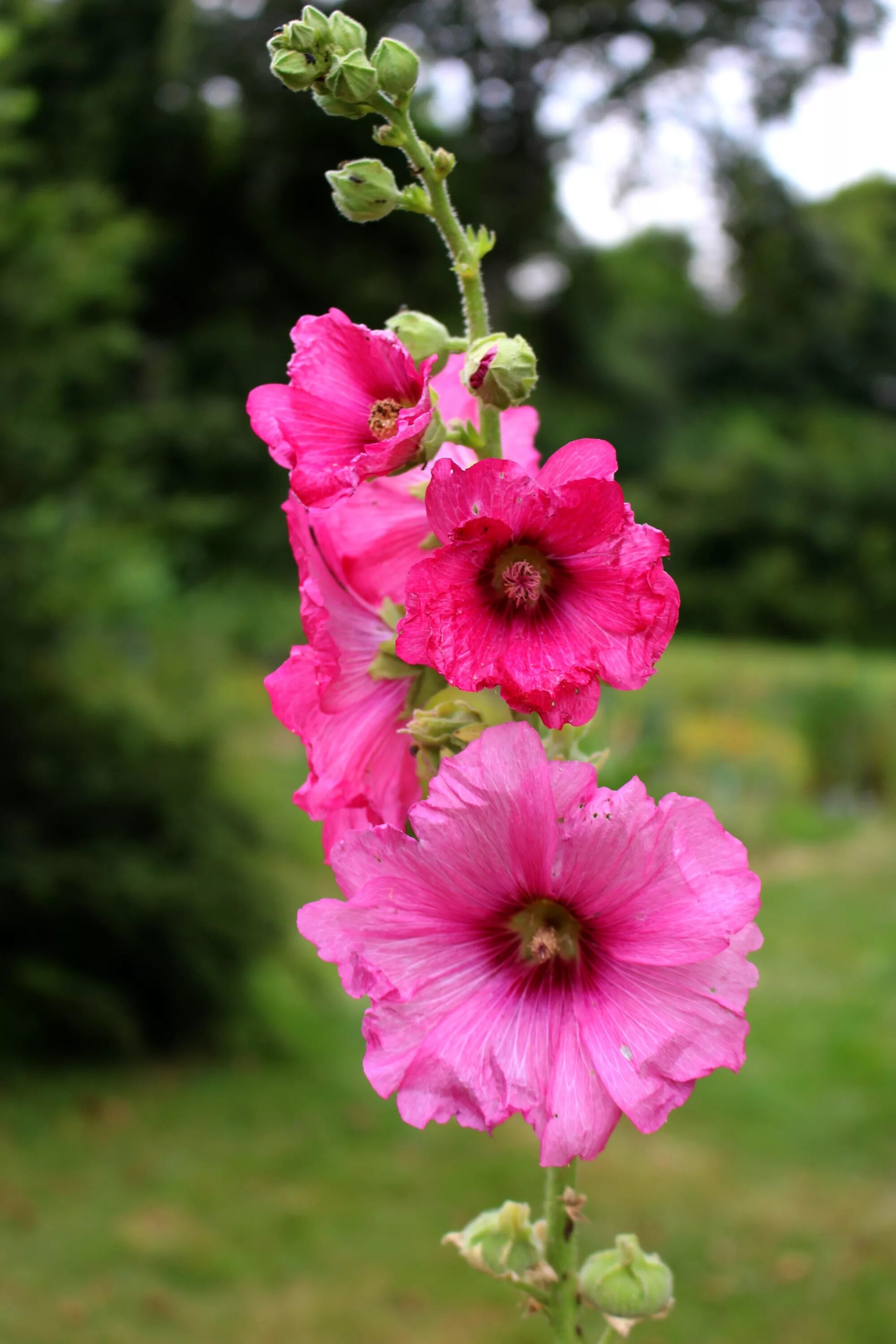 Что такое мальва. Hollyhock Мальва. Мальва просвирник. Цветы Мальва просвирник.