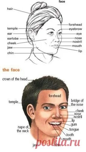 Лицо человека на английском. Лицо (часть тела). Описание лица на английском. Части лица человека на английском.