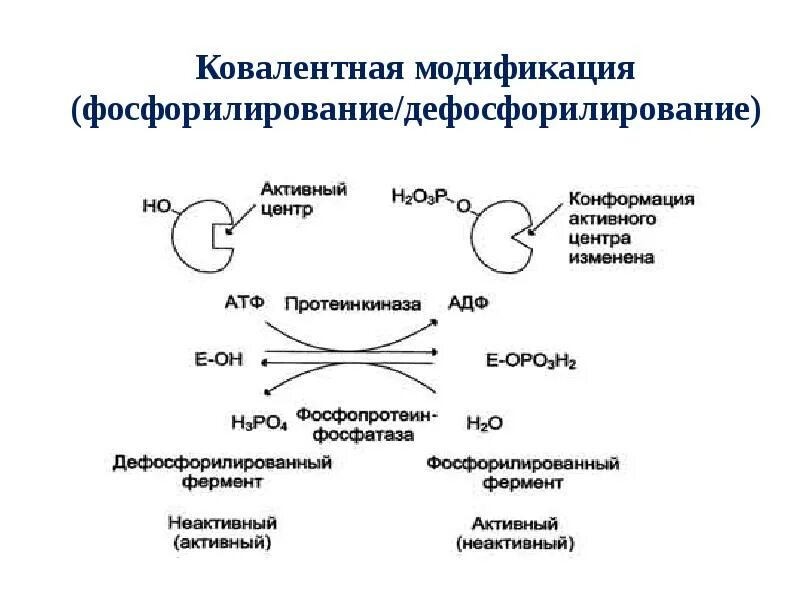 Реакции активации ферментов. Фосфорилирование ферментов механизм. Регуляция активности ферментов схемы. Схемы активации ферментов путем ковалентной модификации. Регуляция активности ферментов путем ковалентной модификации.