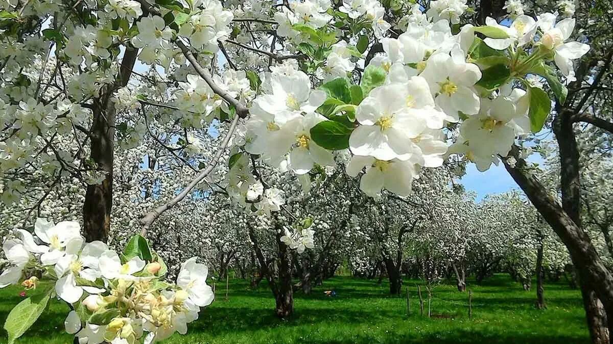 Яблони в цвету весны. Яблоня Сиверса цветение. Яблоневый сад яблоня цветет. Яблоня Зибольда.
