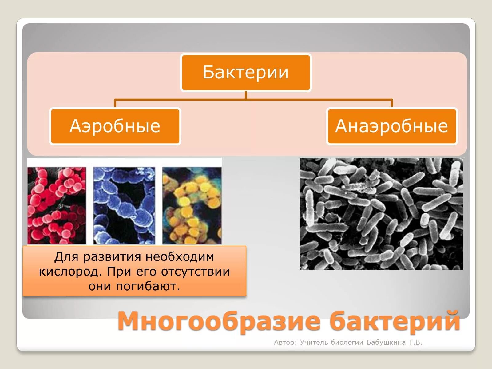 Презентация многообразие бактерий и вирусов. Царство бактерий. Разнообразие бактерий. Царство бактерии многообразие. Царство бактерии презентация.