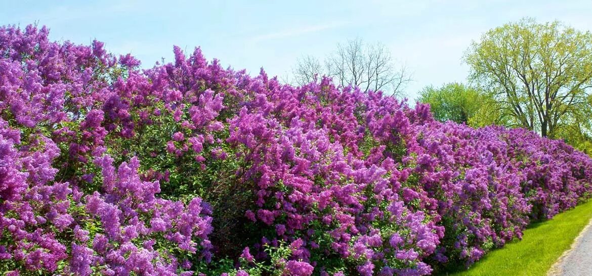 сиреневый кустарник. сирень обыкновенная дерево. сирень венгерская живая изгородь. сирень рочестер. сиреневый кустарник.