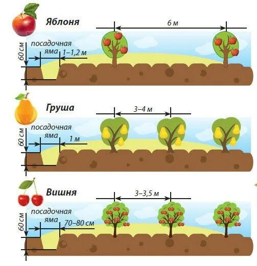На каком расстоянии сажать груши друг. Схема посадки саженцев яблони. Как сажать яблони схема посадки расстояние. Схема посадки яблонь и груш. Схема посадки карликовых яблонь.