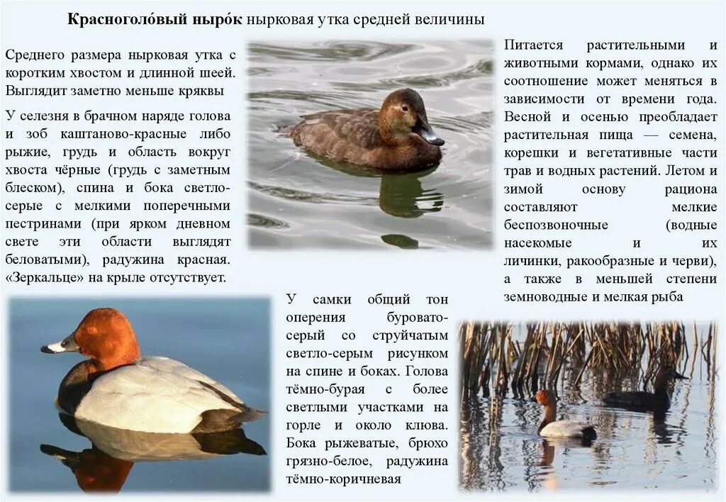 Красноголовый нырок чернети. Красноклювый нырок. Нырок описание. Красноносый нырок. Утка красноносый нырок.