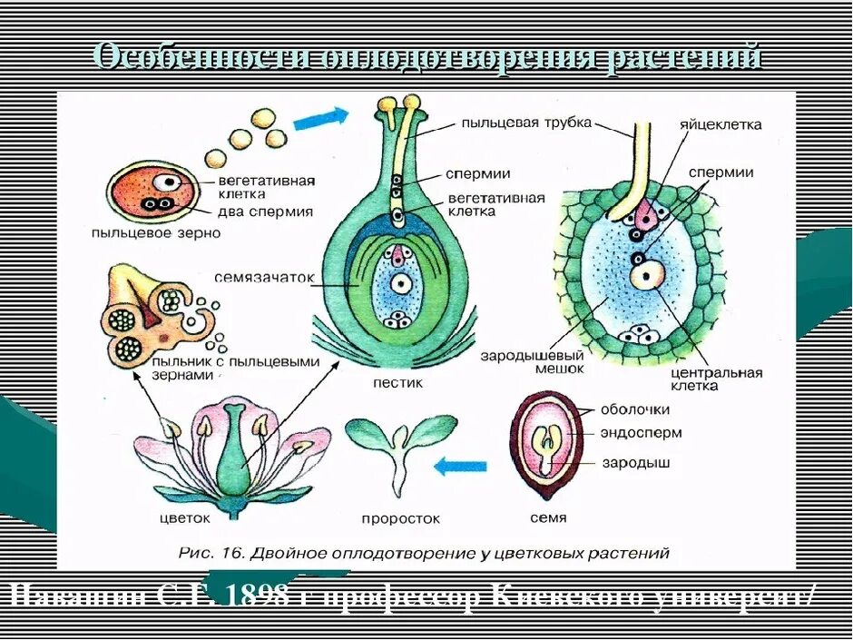 Оплодотворение покрытосеменных растений схема. Схема двойного оплодотворения у покрытосеменных растений схема. Схема двойного оплодотворения у цветковых растений 6. Строение двойного оплодотворения цветковых растений. Оплодотворение только при наличии воды