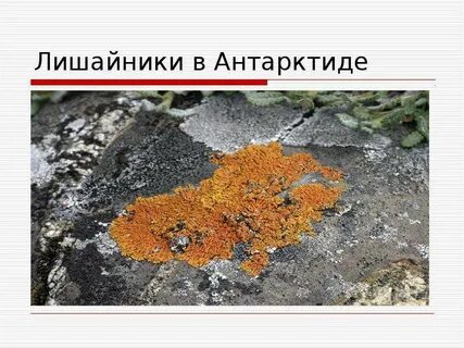 Тип питания лишайников антарктиды