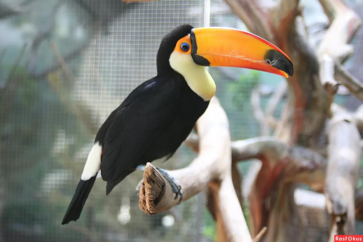 птицы эму московский зоопарк. павильон дом птиц в московском зоопарке. зоопарк птицы. новосибирский зоопарк павлин. животные в зоопарке фламинго.