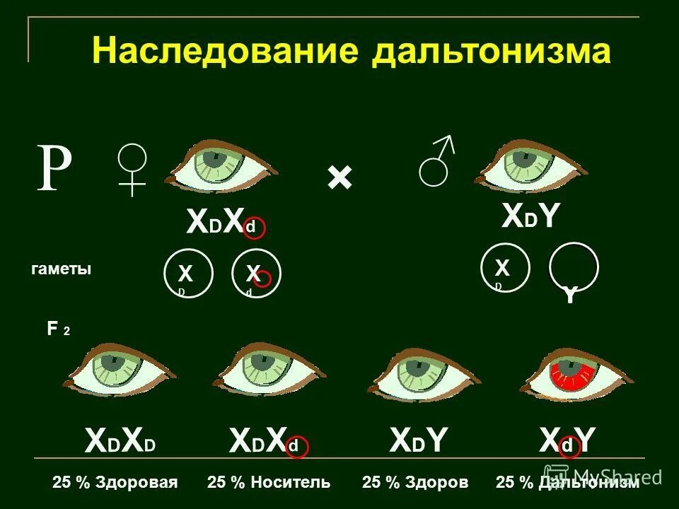 Метод установивший наследование дальтонизма у человека. Наследование дальтонизма. схема наследования дальтонизма. схема наследования дальтонизма у человека. дальтонизм тип наследования.