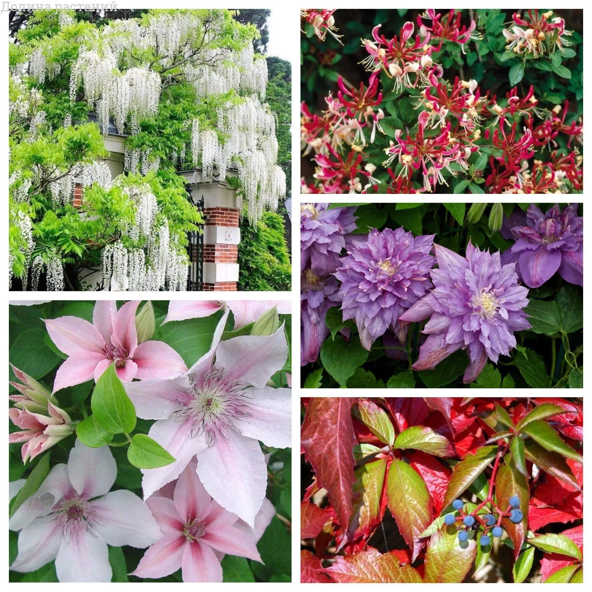 Клематис микс. Clematis jan paweł ii. клематис ян 3. клематисы микс фото.