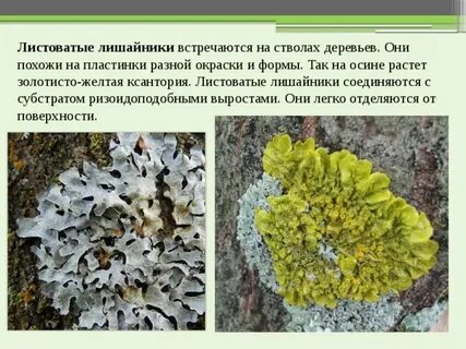 Субстрат лишайника