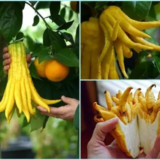 Плод рука будды