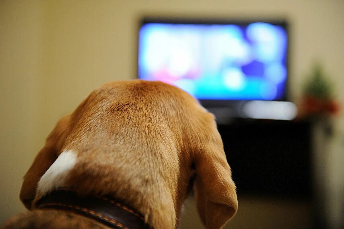 Собака и телевизор. Собака смотрит телевизор. Животные смотрят телевизор.