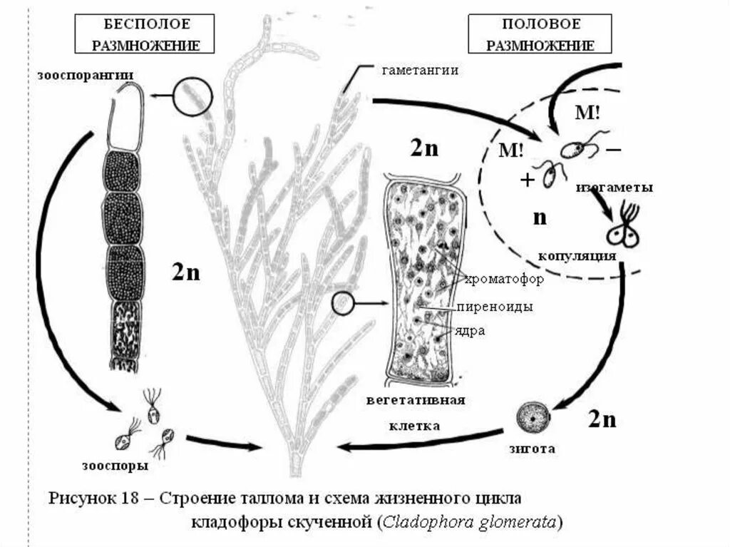 Цикл развития кладофоры. Кладофора размножается?. Кладофора водоросль жизненный цикл. Кладофора жизненный цикл схема.