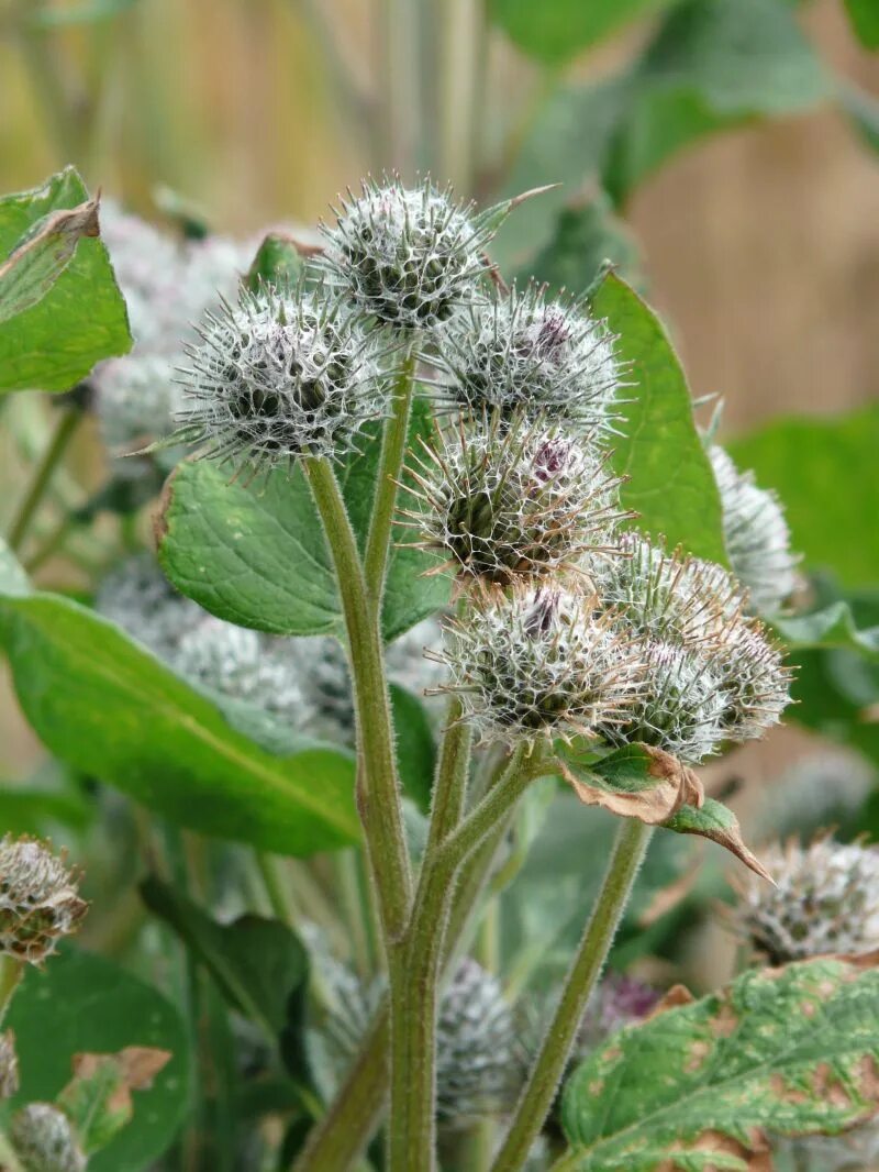 Куст лопуха. Репей лопух. Arctium tomentosum. Репейник обыкновенный. Репейник (Burdock).