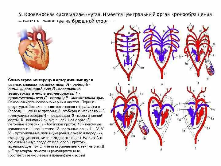 Кровеносная система земноводных схема. Кровеносная система амфибий схема. Строение кровообращения лягушки. Кровеносная система земноводных 7 класс. Сердце амфибий круги кровообращения