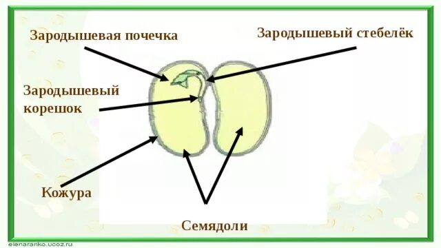 Почечка фасоли. Строение семени зародышевая почечка. Семядоли зародышевая почечка зародышевый корешок. Зародышевая почечка на семядоли. Семенная кожура зародышевый корешок зародышевая почечка.