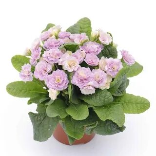 Примула балерина махровая