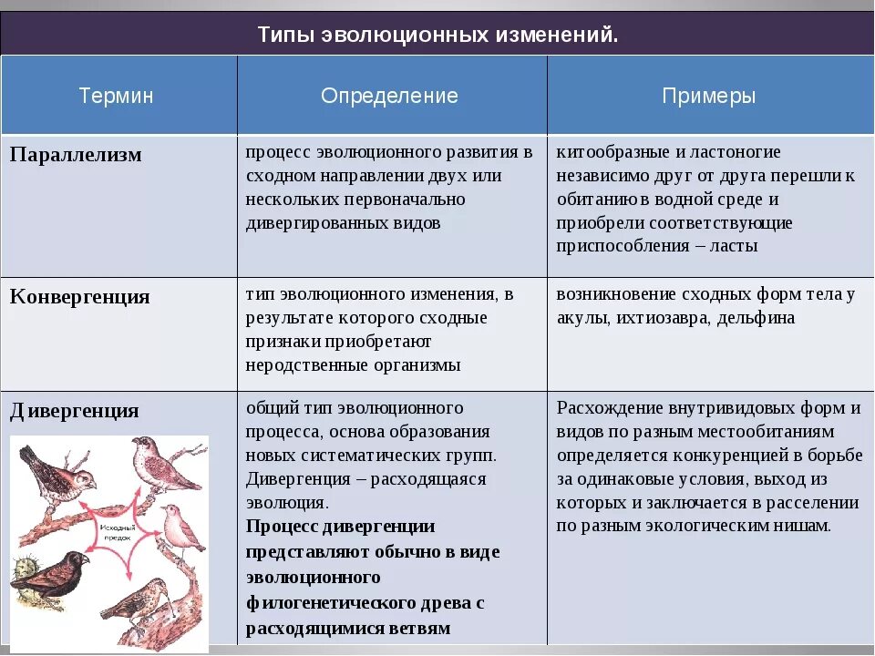 Какие есть формы развития. Типы эволюционных изменений. Типы эволюционных изменений таблица. Эволюционные изменения. Типы эволюционных изменений биология.