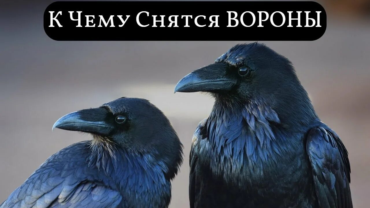 К чему снится ворона в доме. К чему снится ворона в доме