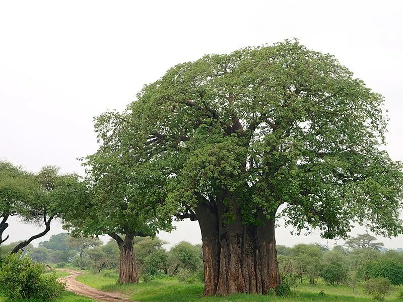 Толстое дерево 6. Баобаб (Адансония пальчатая. Баобаб в Танзании. Адыгейский баобаб. Самуи - баобаб.