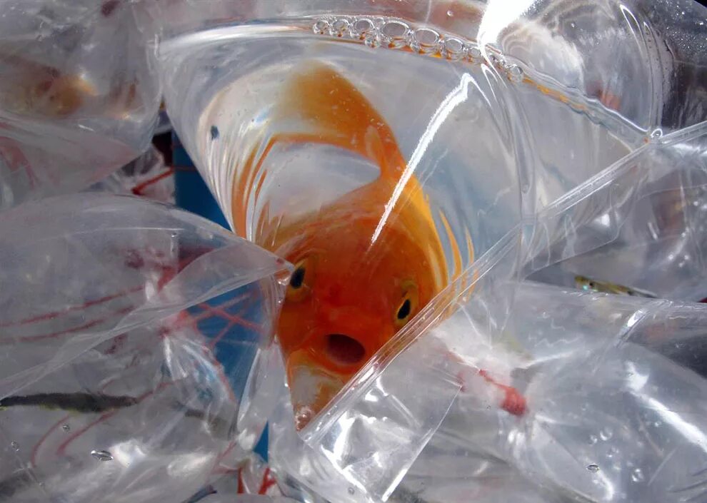 транспортировочный пакет для рыбок. рыбка в пакете. транспортировка аквариумных рыбок. как перевезти аквариумных рыбок. аквариум для перевозки рыбок.