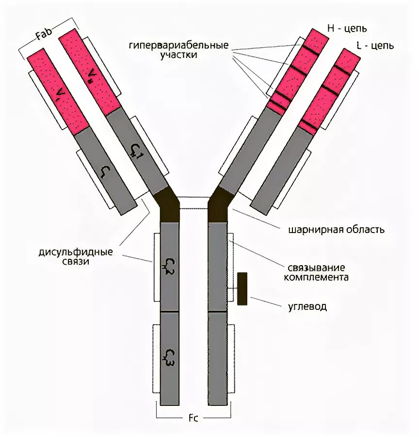 Строение антител иммуноглобулинов. Схема молекулы иммуноглобулина g микробиология. Гамма глобулины строение. Схема строения молекулы иммуноглобулина g. Фрагменты иммуноглобулинов