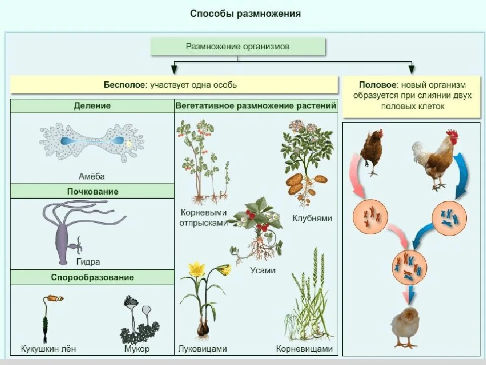 Типы размножение организмов бесполое. Способы бесполого размножения 6 класс. Размножение организмов бесполое размножение 6 класс. 10 Кл биология бесполое и половое размножение.