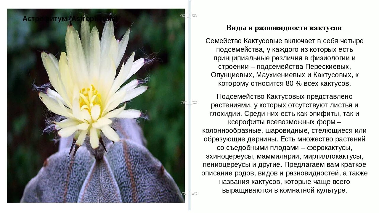 Кактусовые семейство сообщение. Описание кактуса. Семейство кактусовых. Описание цветов Кактусовые. Что такое Кактус кратко.