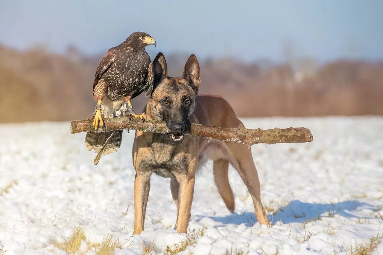 собака птица. собака и птичка. собака и птица 25 глава. метис малинуа. собака и птица 25 глава.