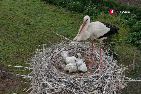Журавлиное гнездо как пишется