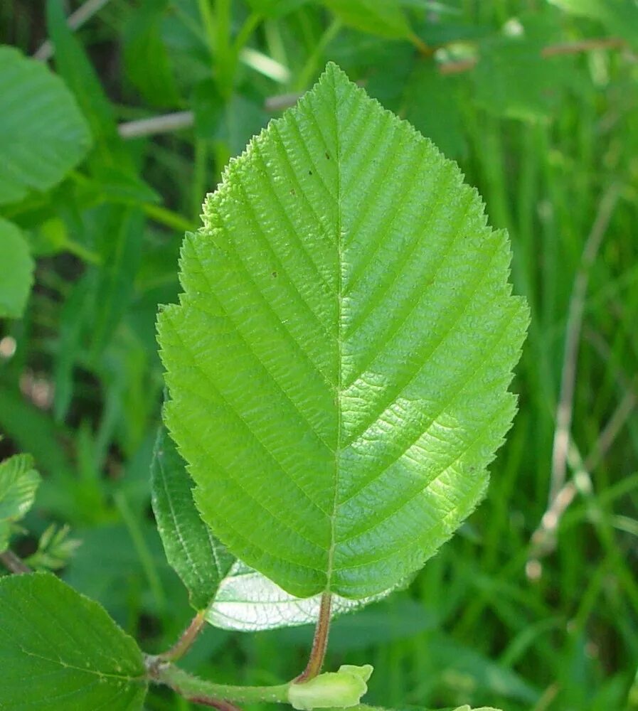 Ольха серая Alnus incana. Лист ольхи. Alnus rugosa. Ольха серая листья.