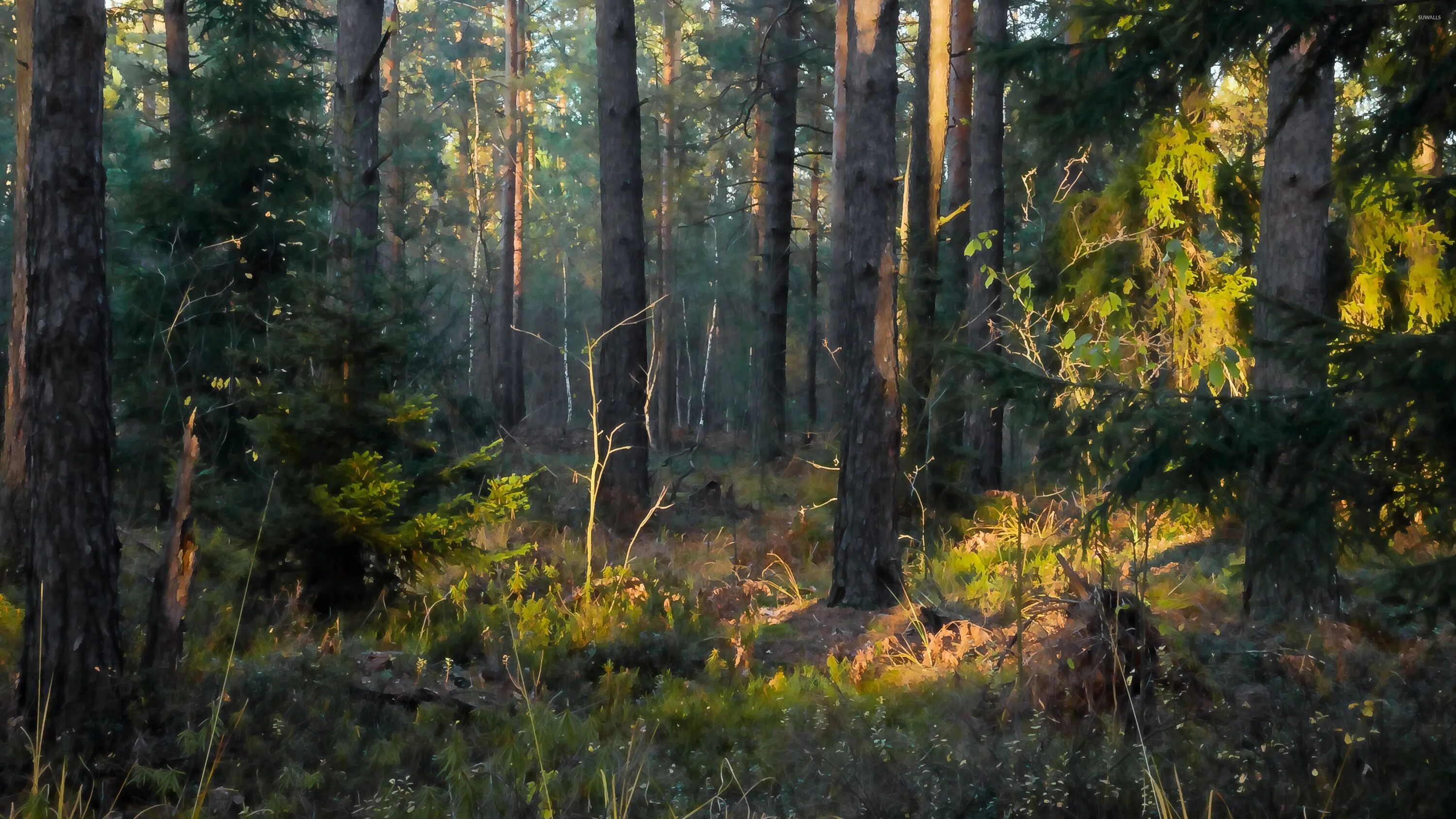 Декоративная лесная тропа. Лесная тропа. Человек в хвойном лесу. Wild man go through forest. Монах в лесу.