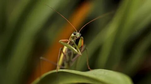 Paprastasis arba europinis maldininkas mantis religiosa the european mantis or. 